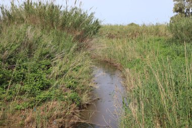 Nehir kuzey İsrail 'de akar, Akdeniz' e akar. 