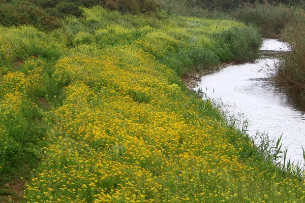 the river flows in northern Israel, flows into the Mediterranean Sea
