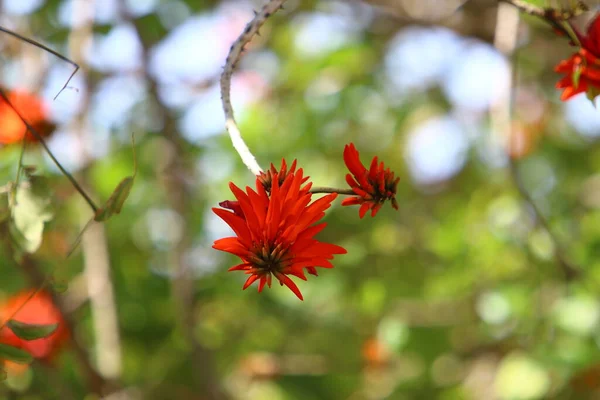 Erythrina Corail Coq Fleurit Dans Nord Israël Contre Ciel Bleu — Photo