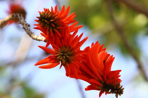 Erythrina Corail Coq Fleurit Dans Nord Israël Contre Ciel Bleu — Photo