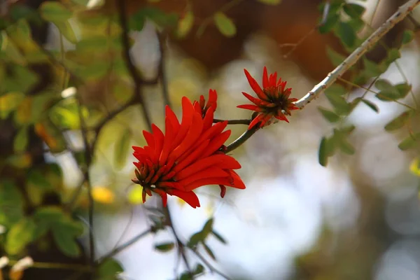 Erythrina Κοραλλιογενές Δέντρο Πετεινός Ανθίζει Στο Βόρειο Ισραήλ Ενάντια Ένα — Φωτογραφία Αρχείου