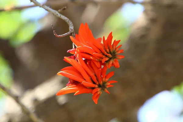 Erythrina Korál Strom Kohout Kvete Severním Izraeli Proti Modré Obloze — Stock fotografie