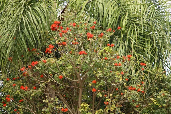 Erythrina Koral Træ Hane Blomstrer Det Nordlige Israel Mod Blå - Stock-foto