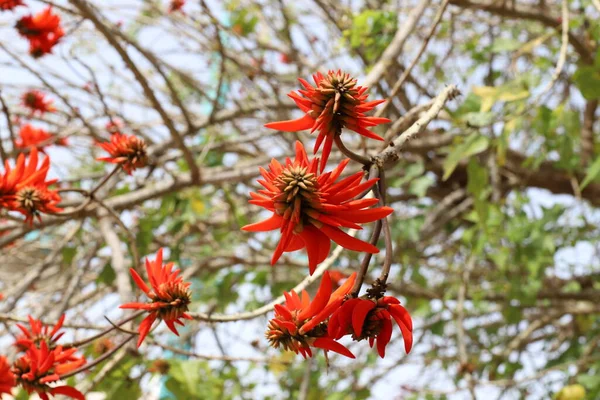 Erythrina Koral Træ Hane Blomstrer Det Nordlige Israel Mod Blå - Stock-foto
