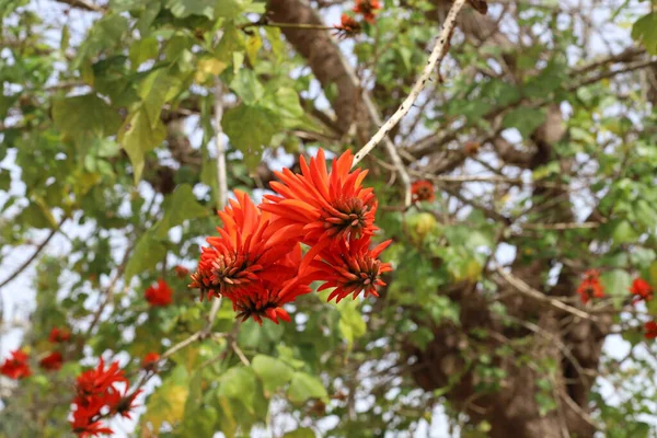 Erythrina Korál Strom Kohout Kvete Severním Izraeli Proti Modré Obloze — Stock fotografie