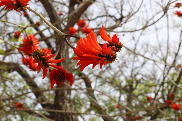 Erythrina Corail Coq Fleurit Dans Nord Israël Contre Ciel Bleu — Photo