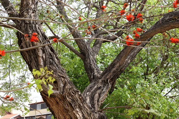Еритріна Коралове Дерево Півень Квітка Півночі Ізраїлю Проти Блакитного Неба — стокове фото