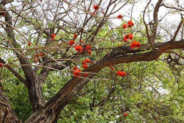 Erythrina Albero Corallo Galletto Fiorisce Nel Nord Israele Contro Cielo — Foto Stock