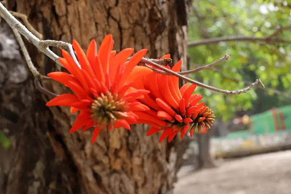 Erythrina Corail Coq Fleurit Dans Nord Israël Contre Ciel Bleu — Photo