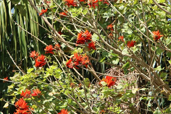 エリスリナサンゴの木 カクテル 青い空に対してイスラエル北部で咲きます — ストック写真