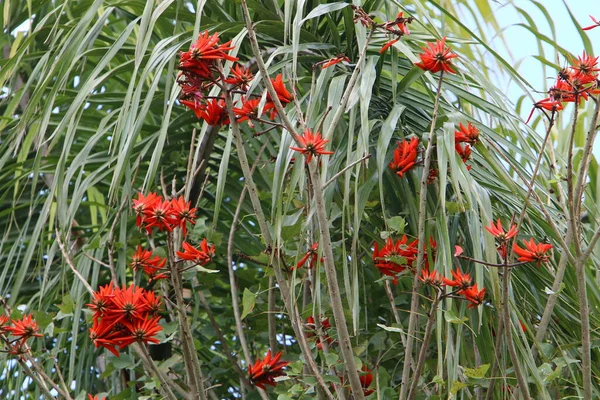 Erythrina Korallenbaum Hahn Blüht Nordisrael Vor Blauem Himmel — Stockfoto