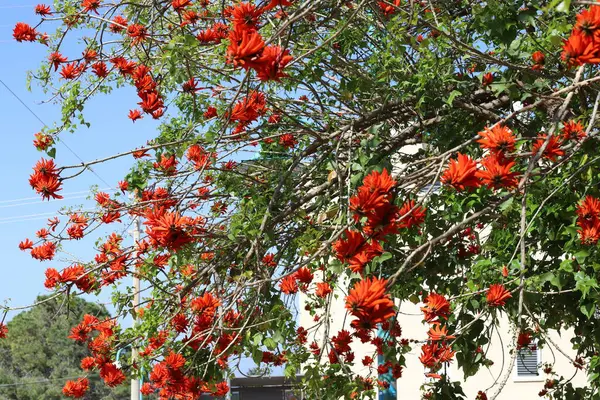 Koralowe Drzewo Erythrina Kogucik Kwitnie Północnym Izraelu Przeciwko Błękitnemu Niebu — Zdjęcie stockowe