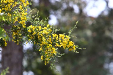 Baharda, kuzey İsrail 'de bir şehir parkında, bir süpürge ağacı çiçek açar - bir refah sembolü. 