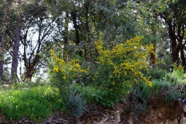 Baharda, kuzey İsrail 'de bir şehir parkında, bir süpürge ağacı çiçek açar - bir refah sembolü. 