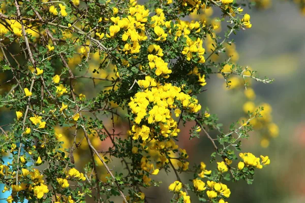Baharda Kuzey Srail Bir Şehir Parkında Bir Süpürge Ağacı Çiçek — Stok fotoğraf