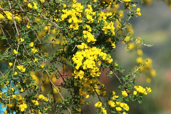 Printemps Dans Parc Urbain Nord Israël Genêt Fleurit Symbole Bien — Photo