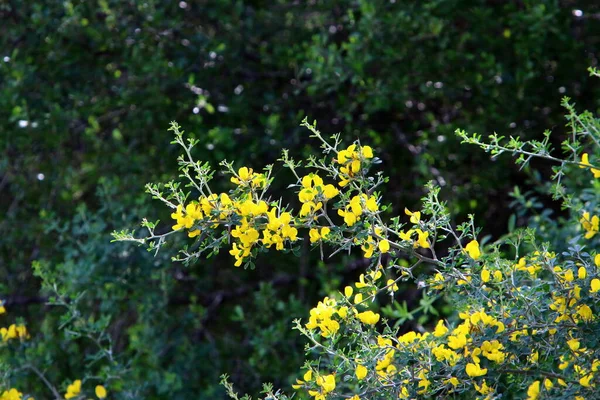 Primavera Parque Ciudad Norte Israel Florece Árbol Escoba Símbolo Bienestar —  Fotos de Stock