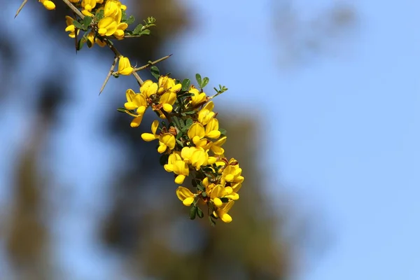 Våren Blommar Ett Kvastträd Stadspark Norra Israel Symbol För Välmående — Stockfoto