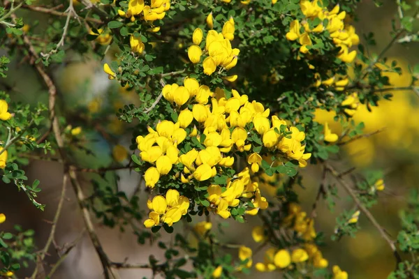 Frühling Blüht Einem Stadtpark Nordisrael Ein Ginsterbaum Ein Symbol Für — Stockfoto