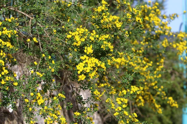 Primăvară Într Parc Din Nordul Israelului Înflorește Copac Mătură Simbol — Fotografie, imagine de stoc