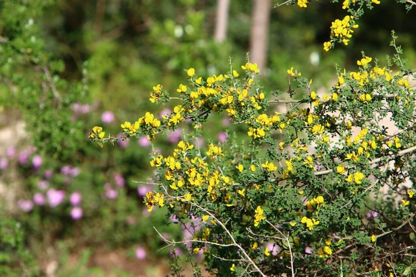 Frühling Blüht Einem Stadtpark Nordisrael Ein Ginsterbaum Ein Symbol Für — Stockfoto