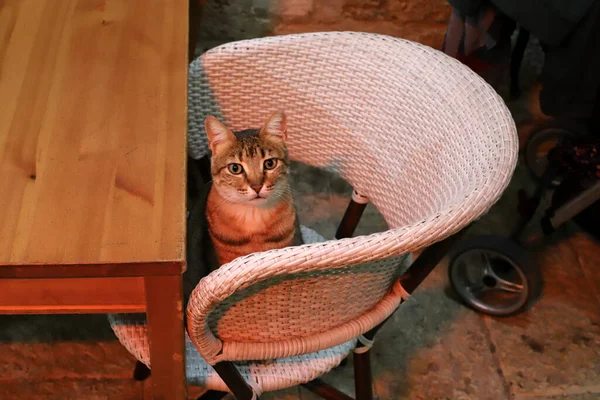 Una Silla Una Mesa Encuentra Café Orillas Del Mar Mediterráneo — Foto de Stock