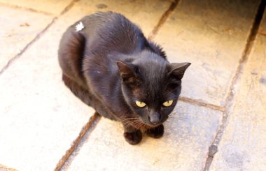 Uzun bıyıklı çok renkli evcil kedi İsrail 'de bir şehir parkında yürüyor. 
