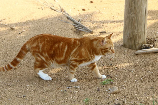 Wielokolorowy Kot Domowy Długimi Wąsami Spaceruje Ulicą Parku Miejskim Izraelu — Zdjęcie stockowe