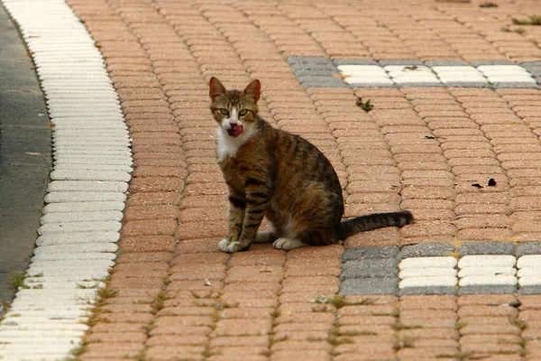 Gato Doméstico Multicolor Con Bigote Largo Camina Por Calle Parque — Foto de Stock