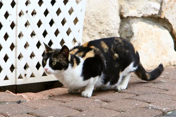 Gato Doméstico Multicolor Con Bigote Largo Camina Por Calle Parque — Foto de Stock
