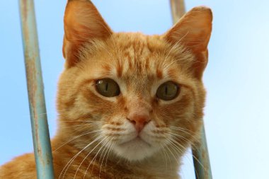 Uzun bıyıklı çok renkli evcil kedi İsrail 'de bir şehir parkında yürüyor. 