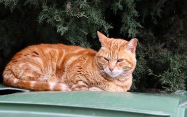 Uzun bıyıklı çok renkli evcil kedi İsrail 'de bir şehir parkında yürüyor. 