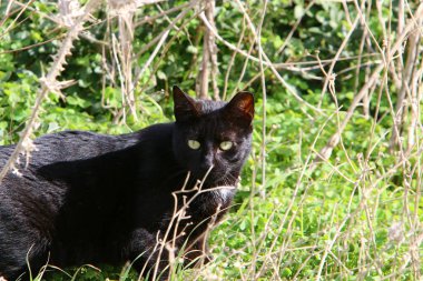 Uzun bıyıklı çok renkli evcil kedi İsrail 'de bir şehir parkında yürüyor. 