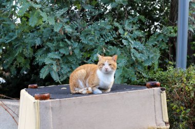 Uzun bıyıklı çok renkli evcil kedi İsrail 'de bir şehir parkında yürüyor. 