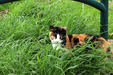 Uzun bıyıklı çok renkli evcil kedi İsrail 'de bir şehir parkında yürüyor. 