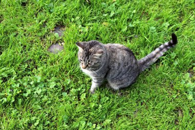 Uzun bıyıklı çok renkli evcil kedi İsrail 'de bir şehir parkında yürüyor. 