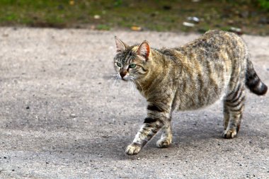 Uzun bıyıklı çok renkli evcil kedi İsrail 'de bir şehir parkında yürüyor. 