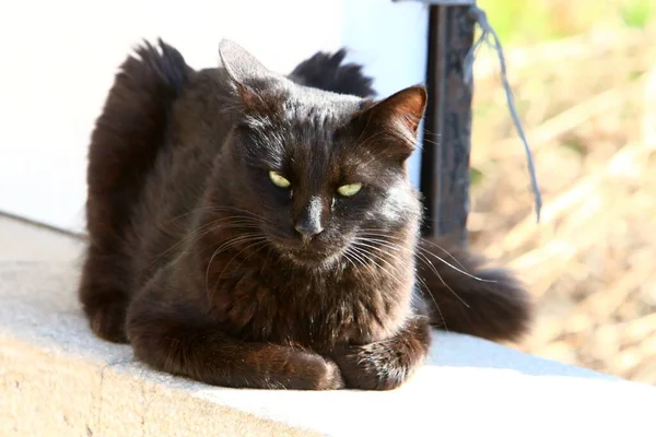 Uzun bıyıklı çok renkli evcil kedi İsrail 'de bir şehir parkında yürüyor. 