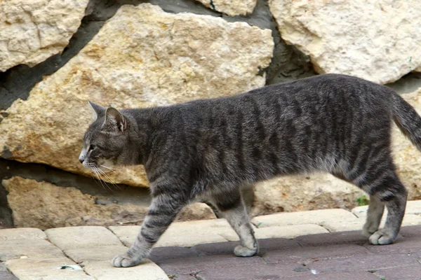 Gato Doméstico Multi Colorido Com Bigode Longo Desce Rua Parque — Fotografia de Stock