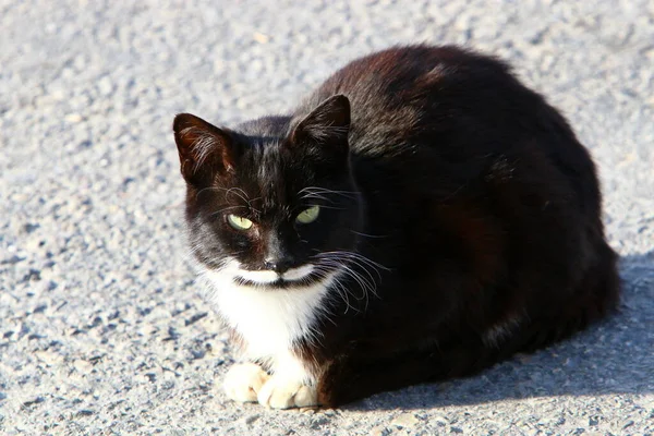Wielokolorowy Kot Domowy Długimi Wąsami Spaceruje Ulicą Parku Miejskim Izraelu — Zdjęcie stockowe