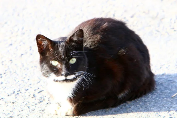 Gato Doméstico Multicolor Con Bigote Largo Camina Por Calle Parque — Foto de Stock