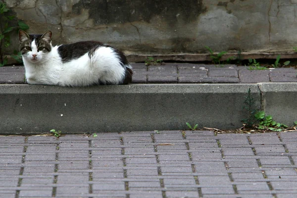 Pestrobarevná Domácí Kočka Dlouhým Knírkem Kráčí Ulicí Městském Parku Izraeli — Stock fotografie