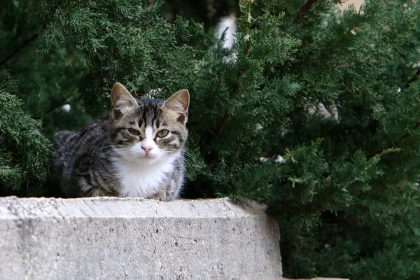 Gatto Domestico Multicolore Con Lunghi Baffi Cammina Strada Parco Cittadino — Foto Stock