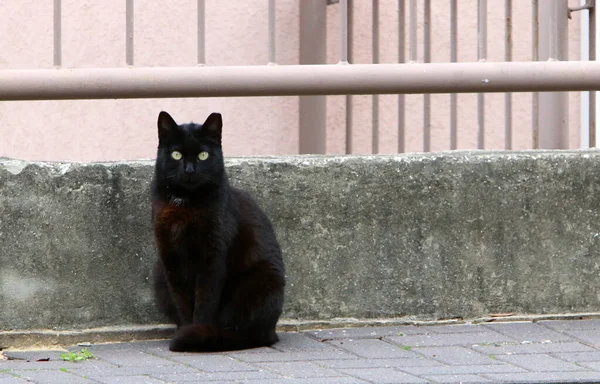 在以色列的一个城市公园里 一只长着长胡子的多色家猫在街上散步 — 图库照片