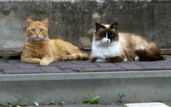 Gato Doméstico Multi Colorido Com Bigode Longo Desce Rua Parque — Fotografia de Stock