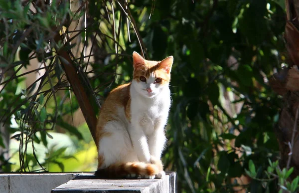 Pestrobarevná Domácí Kočka Dlouhým Knírkem Kráčí Ulicí Městském Parku Izraeli — Stock fotografie