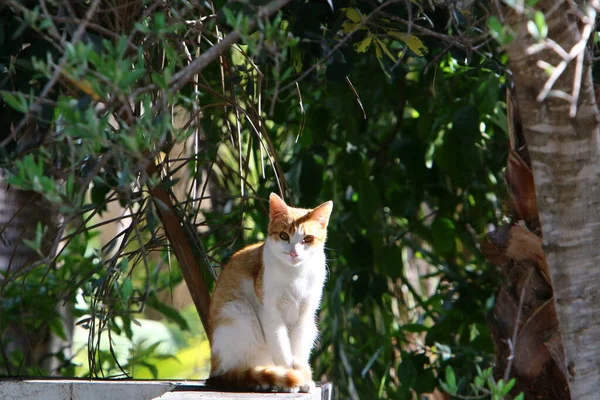 Gato Doméstico Multi Colorido Com Bigode Longo Desce Rua Parque — Fotografia de Stock