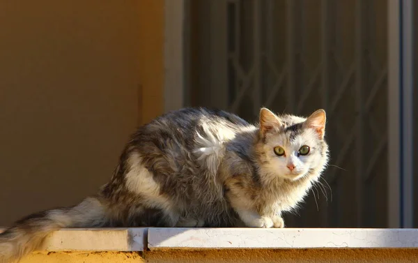 Gatto Domestico Multicolore Con Lunghi Baffi Cammina Strada Parco Cittadino — Foto Stock