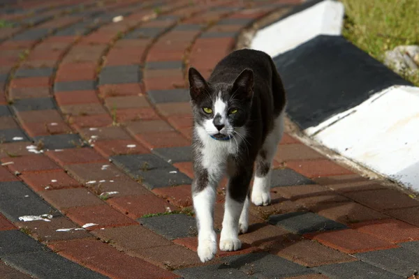 Gato Doméstico Multicolor Con Bigote Largo Camina Por Calle Parque — Foto de Stock