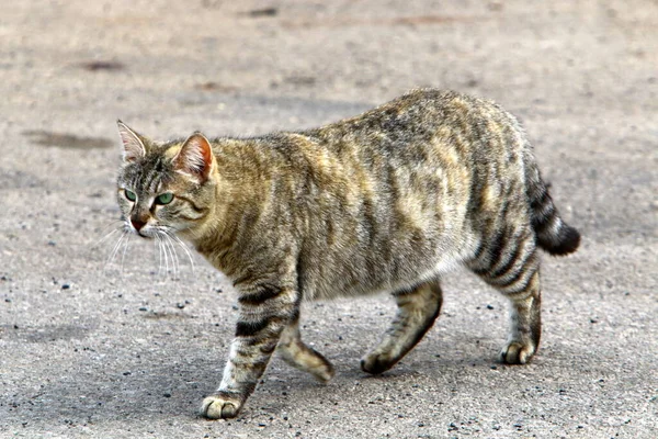 Gato Doméstico Multicolor Con Bigote Largo Camina Por Calle Parque — Foto de Stock